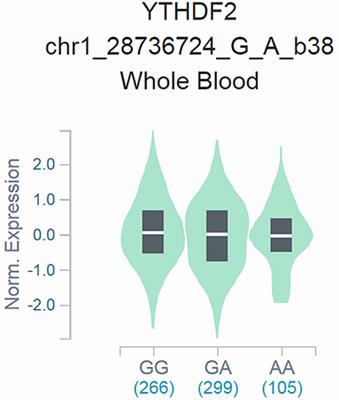 YTHDF2 Gene rs3738067 A>G Polymorphism Decreases Neuroblastoma Risk in Chinese Children: Evidence From an Eight-Center Case-Control Study